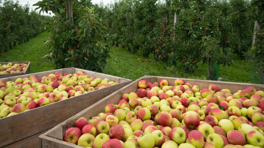 Talijanska policija traga za Srbinom koji je u EU izvozio otrovni sok od jabuke