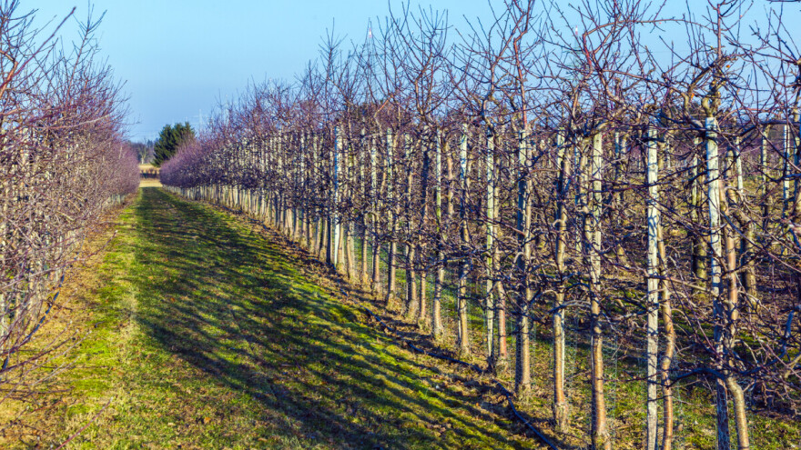 Toplo vrijeme tijekom jeseni - osjetljiviji pupoljci na mrazeve