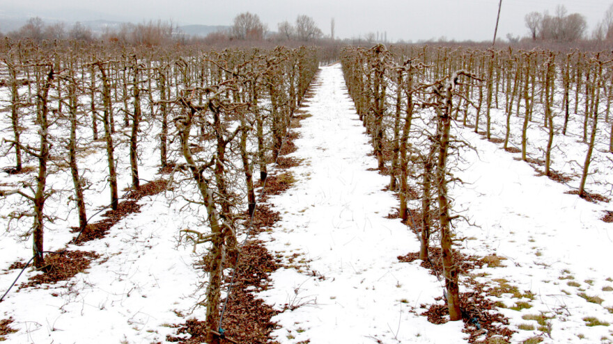 Organska proizvodnja jabuka: Od zasada do postavljanja košnica u voćnjaku