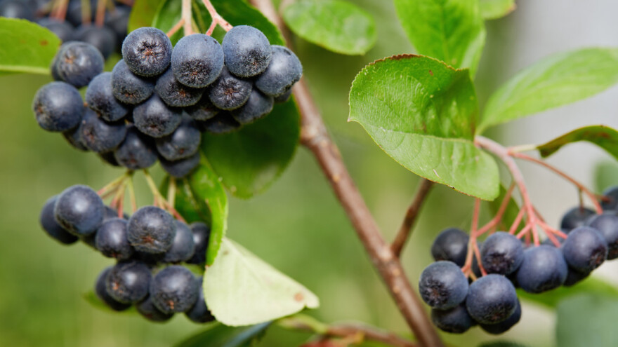 Hamo Biščević: Sanski Most pruža idealne uslove za aroniju - traži malo, a daje puno
