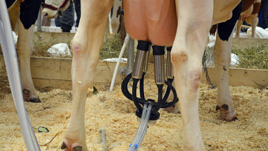 Raste količina prikupljenog mlijeka i fermentisanih mliječnih proizvoda sa aditivima