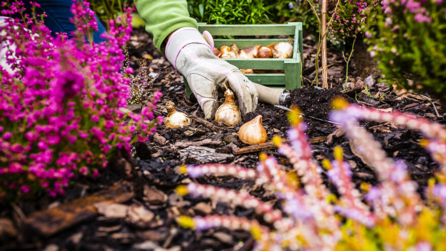 Jesenje sijanje i sadnja, jabukovo sirće, sadnja bijelog luka - samo su neke od tema koje ste najviše čitali u oktobru