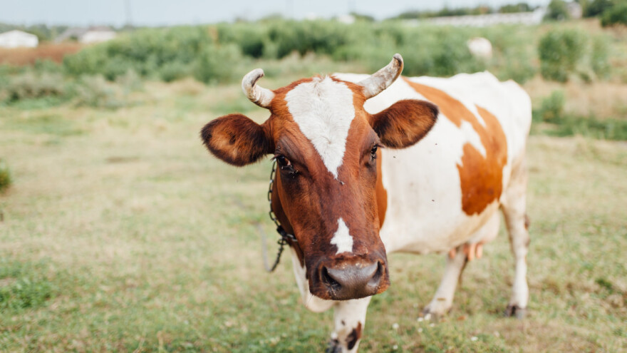 Za zbrinjavanje napuštenih domaćih životinja tri milijuna kuna