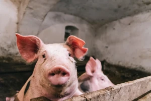Saveti stručnjaka: Majstori proizvode prasad, a šegrti tove svinje!