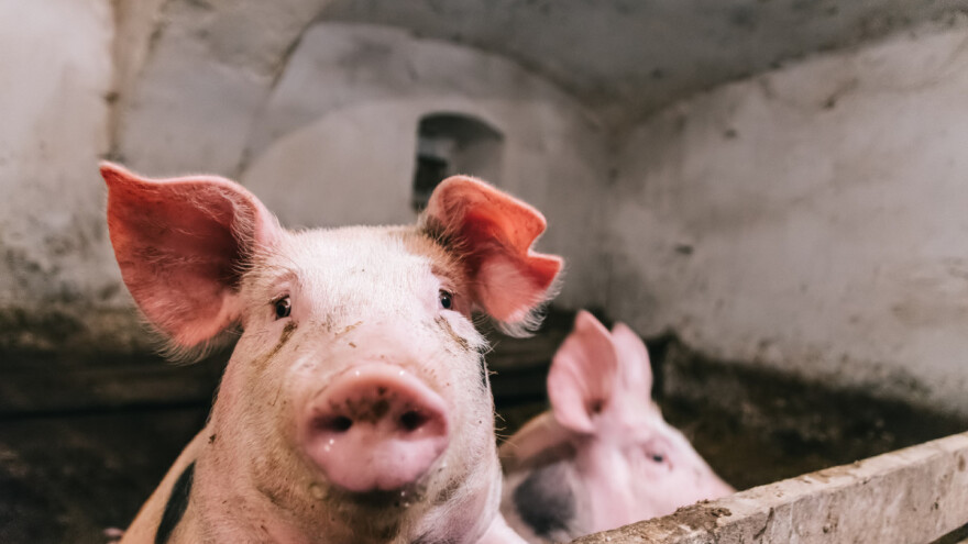 Saveti stručnjaka: Majstori proizvode prasad, a šegrti tove svinje!