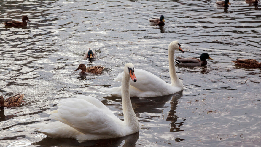 Potvrđen ptičji grip u BiH - uginuo jedan labud