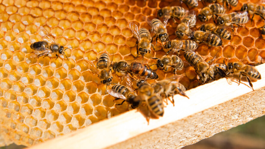 Kako pripremiti rastvor oksalne kiseline i tretirati pčele od varoe?