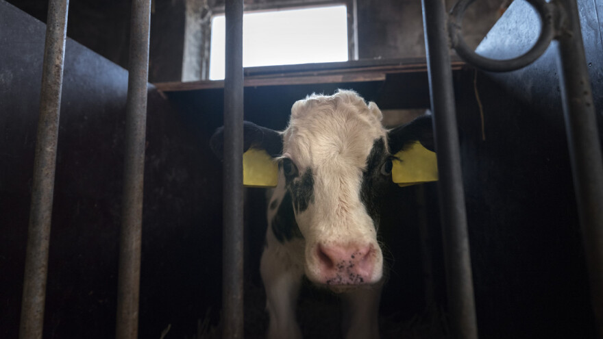 Miljan Erbez: Goveda žive u neuslovnim objektima, a to donosi finansijske gubitke