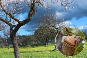 Formiranje uzgojnog oblika kotlaste krošnje bajama