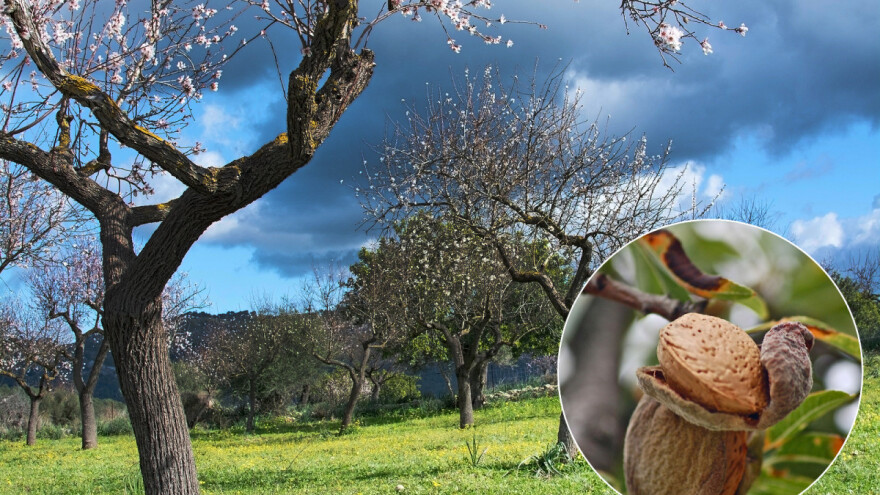 Formiranje uzgojnog oblika kotlaste krošnje bajama