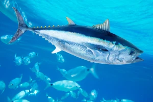 Plavoperajna tuna: Koji su kriteriji za ostvarivanje prava na udičarsku kvotu?