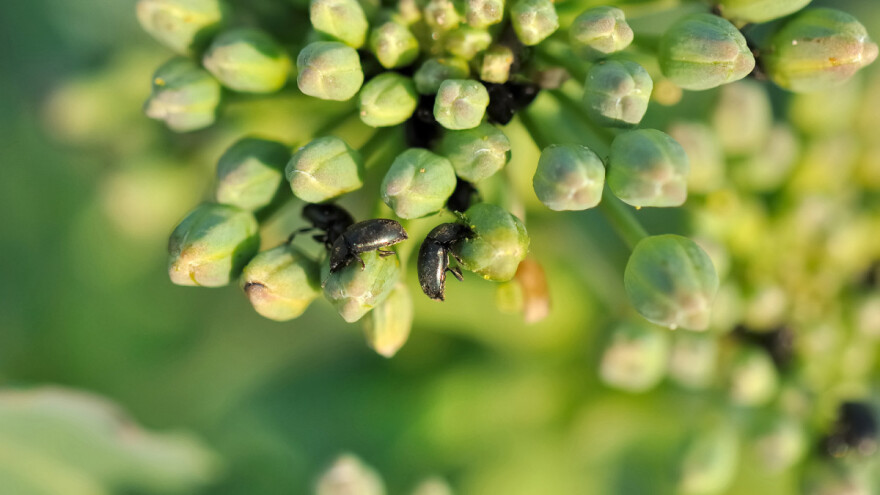 Repičin sjajnik može smanjiti prinos i do 80 posto