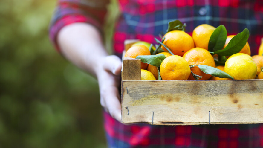 Ivan Mataga: Moramo se udružiti, država može poticati, ali ne i prodavati mandarine
