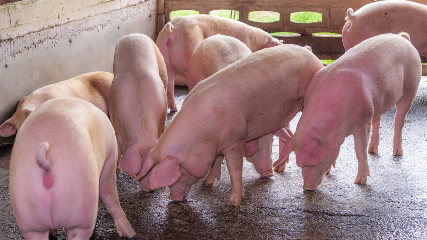 Niske cene svinjetine u Kini narušile tržište u Nemačkoj