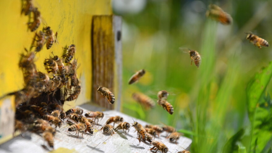 Zbog pomora pčela, Kikinda dodeljuje nove rojeve