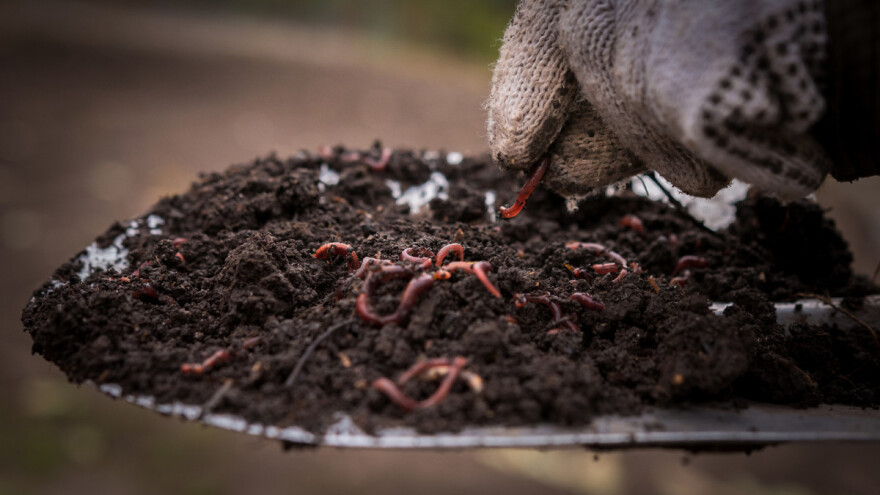 Proizvodnja glistenjaka i njegov značaj u povrćarskoj proizvodnji