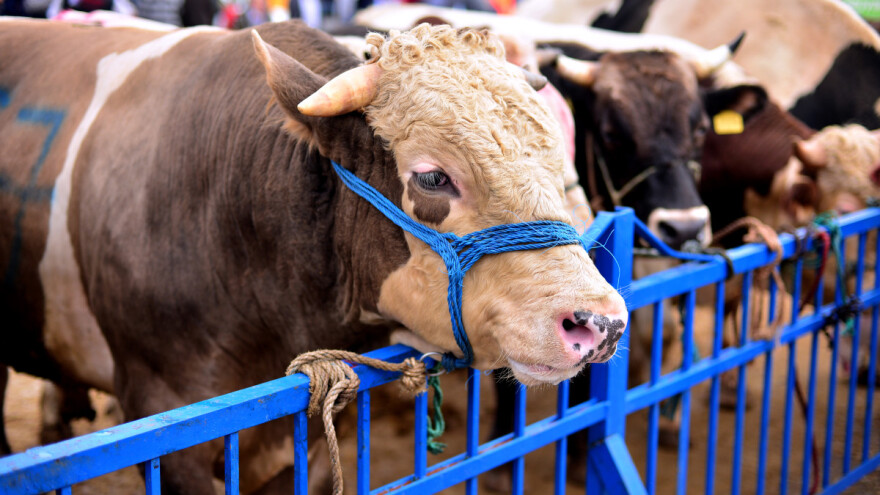 TISUP: Niže otkupne cijene živih životinja na sajmovima i otkupnim mjestima