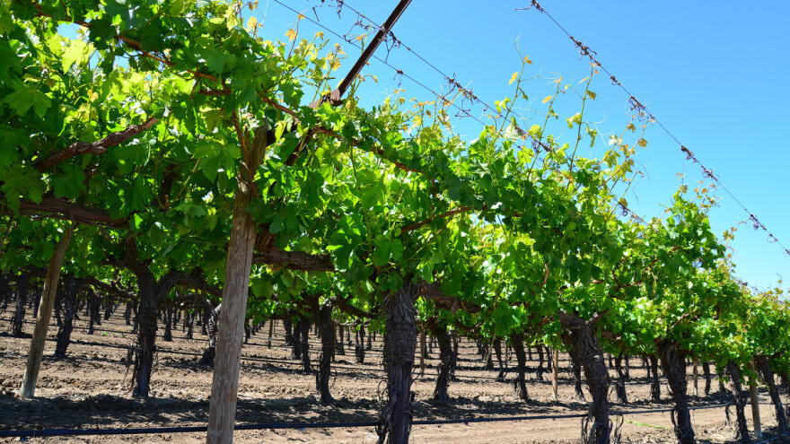 Preventiva jedini način borbe protiv eske na vinovoj lozi
