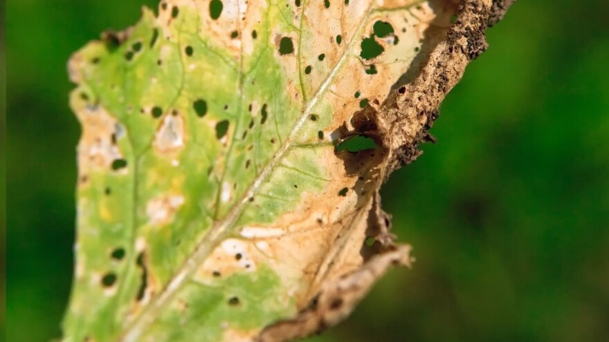 Kako prepoznati i suzbiti pjegavost lista šećerne repe