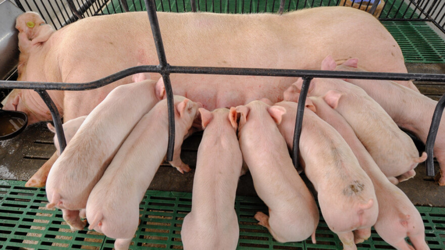 Kina obnavlja proizvodnju svinja - blizu su nivoa iz 2017. godine?