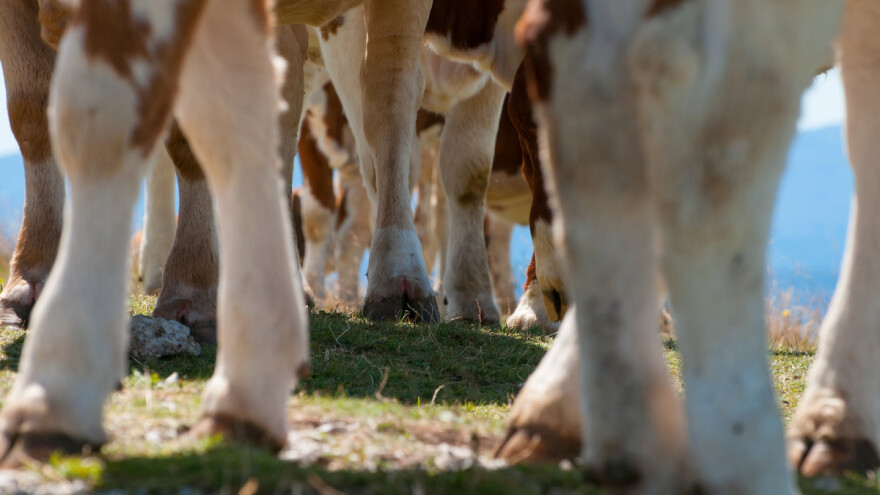 Raste cijena simentalske teladi, najtraženija muška telad za tov