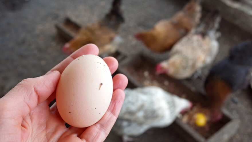 Zašto se na ljusci jajeta uočavaju naprsline i koji su razlozi tome?