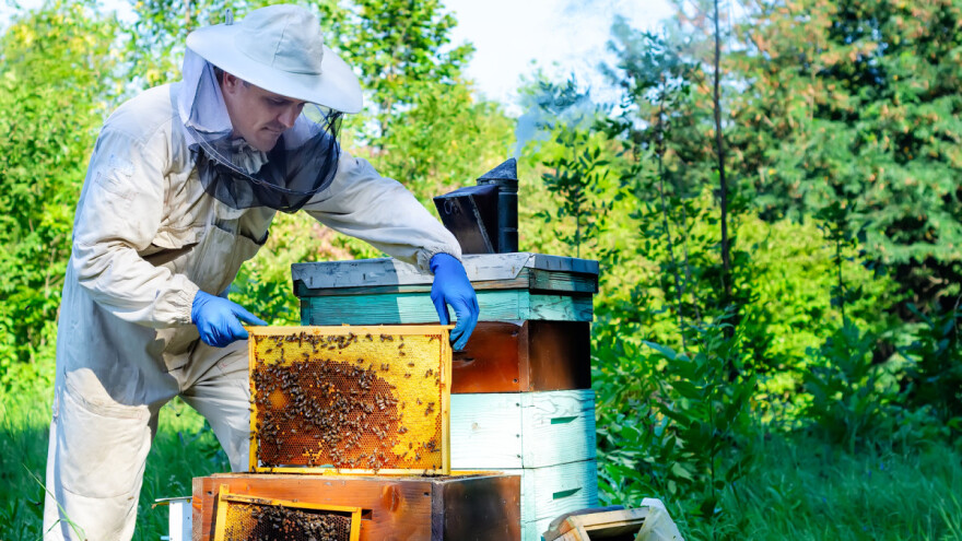 Američka trulež - bolest zatvorenog pčelinjeg legla