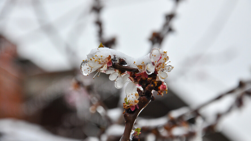 Malinari Srbije: Nikakav dogovor nije postignut sa osiguravajućim kućama