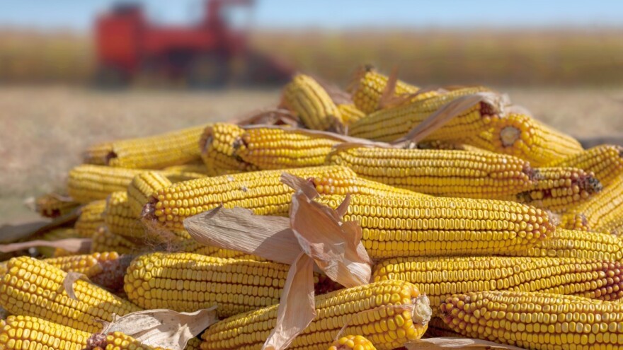 Kukuruz kod nas skuplji jer Kina podiže proizvodnju svinja?