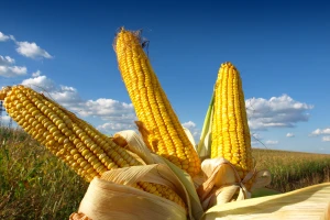 Cena novog roda kukuruza na Produktnoj berzi od 18,5 do 19,5 dinara
