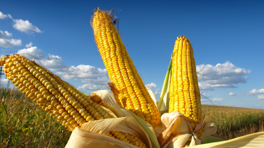 Cena novog roda kukuruza na Produktnoj berzi od 18,5 do 19,5 dinara