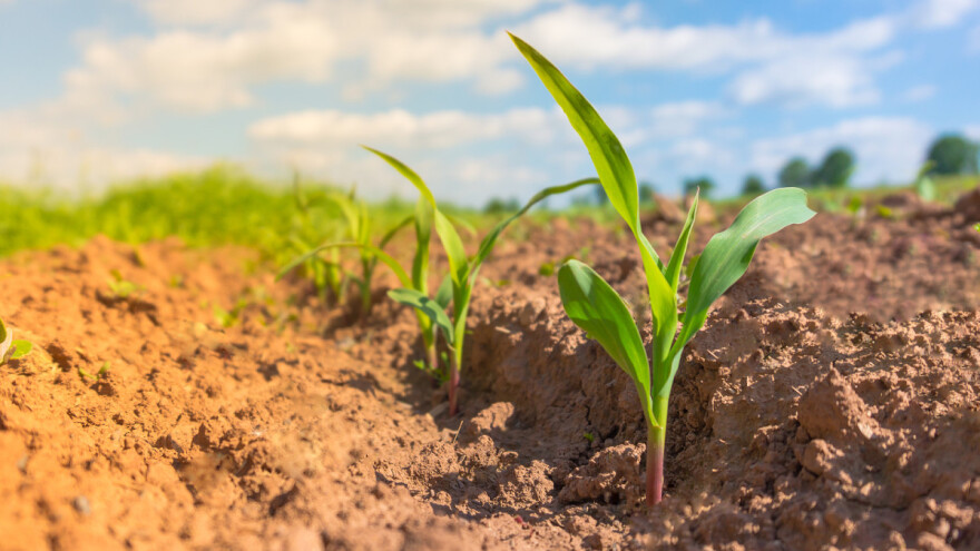 Kako povećanu kiselost zemljišta podnose biljne kulture?