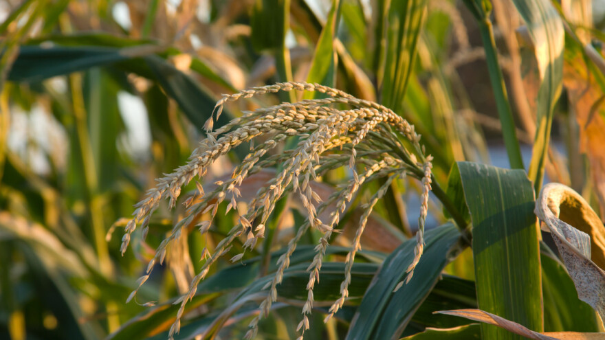 Maloljetnici u metlicama? Samo uz pravilnikom propisane uvjete!