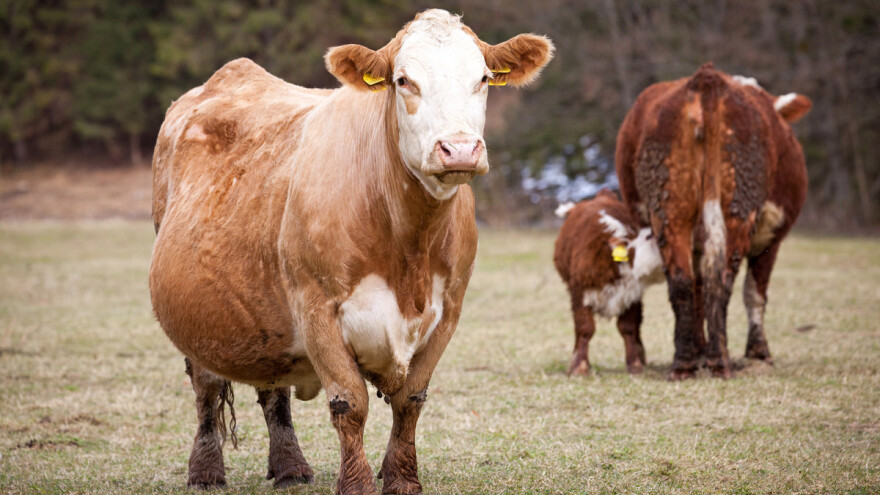 Isplaćeno 3,3 milijuna kuna potpore proizvođačima u sustavu krava-tele