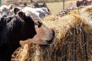 Mini pogoni za maksi energiju, danski farmeri spremni ulagati u pogone za proizvodnju bioplina od stajnjaka