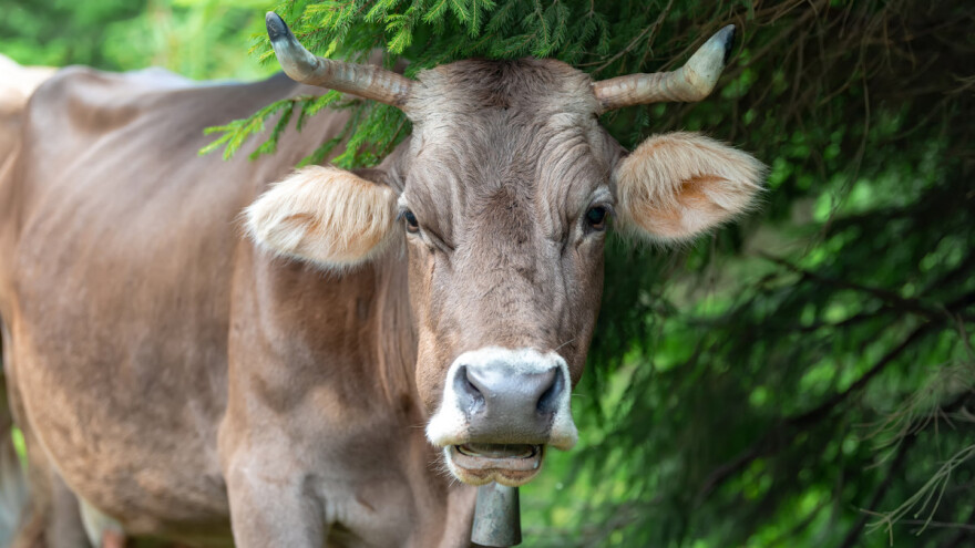 Raspisan javni poziv za zakup šumskog zemljišta, obuhvaćen 4.271 hektar za pašarenje