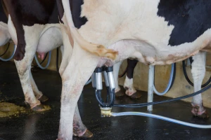 Nikad manji broj isporučitelja kravljeg mlijeka, u svibnju predali 41.487.176 kilograma