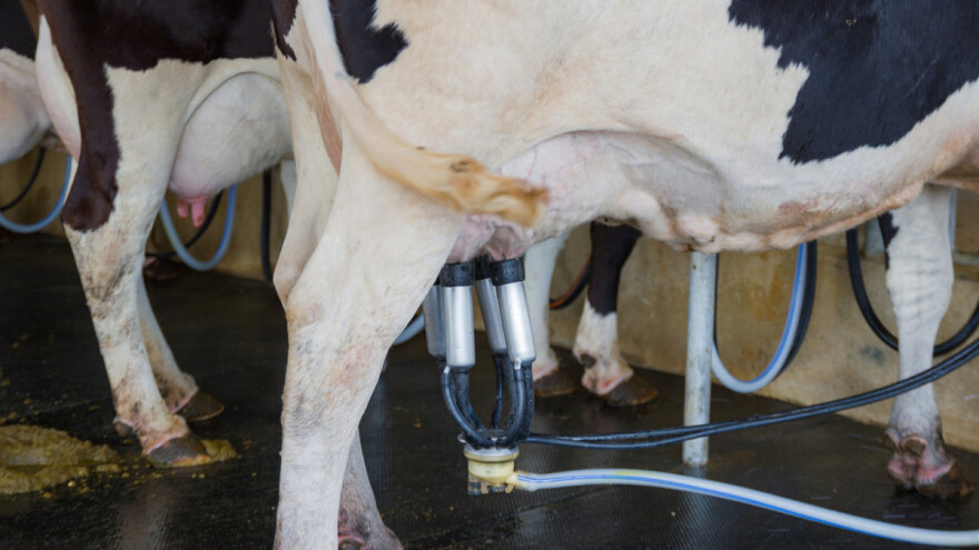 Nikad manji broj isporučitelja kravljeg mlijeka, u svibnju predali 41.487.176 kilograma