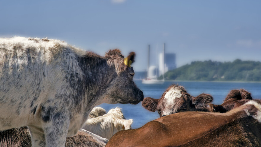 Europska poljoprivreda u oku statistike: Poljoprivrednikom se najviše isplati biti u Danskoj