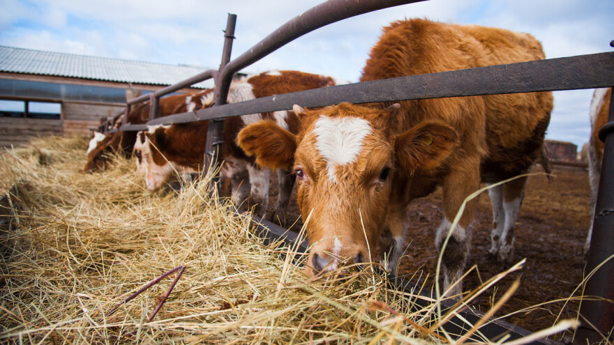 273 korisnika ostvarilo potporu za kupovinu steonih junica