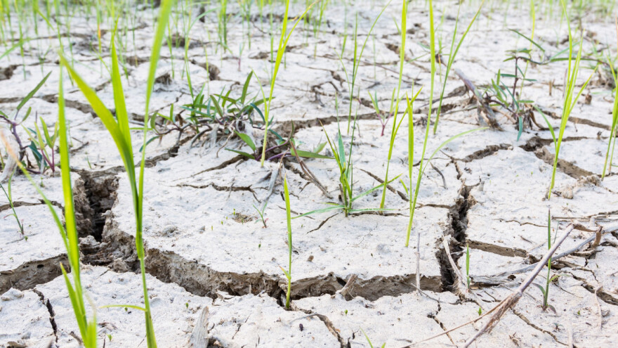 Prednosti tla: Preobražaj poljoprivrede rekarbonizacijom tla