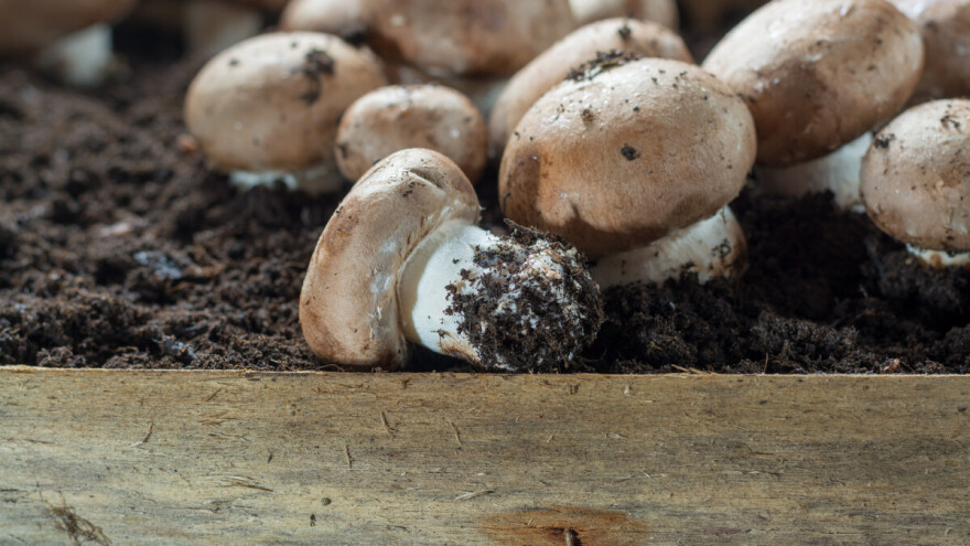 Šampinjoni iz Kovina traženi u Rusiji, Holandiji i Nemačkoj