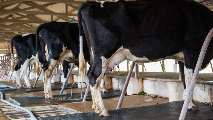 Raste otkupna cijena mlijeka?