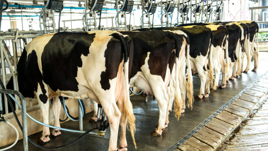 Porazna statistika: U godinu dana broj muznih krava u Hrvatskoj smanjen za 15 posto