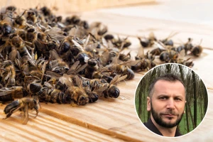 Dino Haračić: Uginula zajednica pčela nije sramota, ali je opasnost