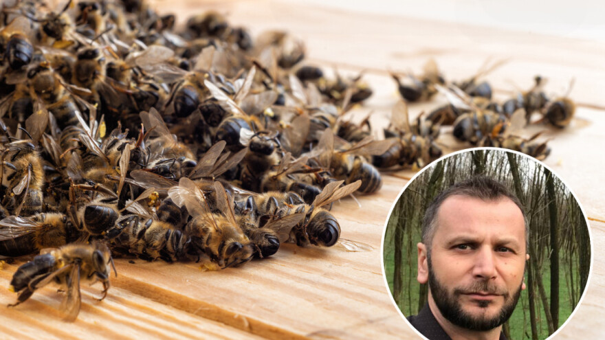 Dino Haračić: Uginula zajednica pčela nije sramota, ali je opasnost
