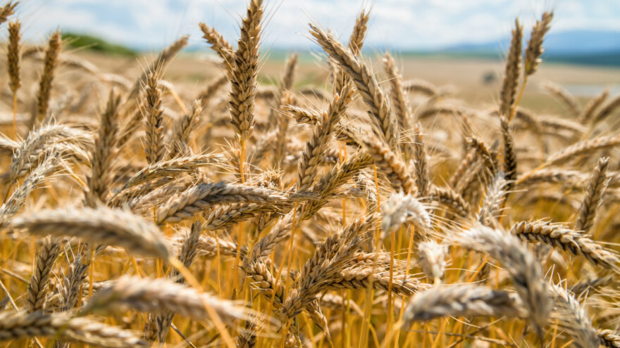 Pšenica dostigla svoj cenovni četvorogodišnji maksimum