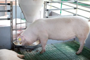Kako se stare krmače zamenjuju nazimicama?