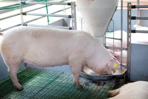Korišćenje više pšenice u ishrani preti potražnji kukuruza i soje?
