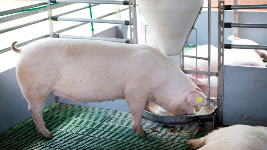 Korištenje više pšenice u hranidbi prijeti potražnji kukuruza i soje?